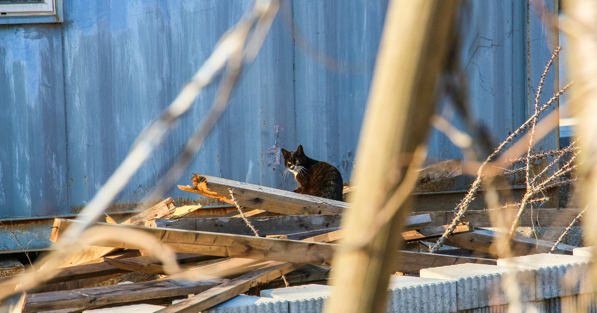 Dogs & Other Animals - Rotorua Lakes Council