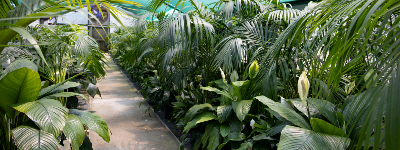 Multiple types of plants and flowers in pots at the nursery location